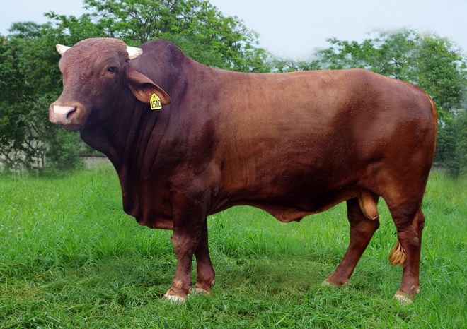 Sức mạnh và sự kiên định của bò đực giúp người thuộc cung này phát triển bền vững trong cuộc sống.